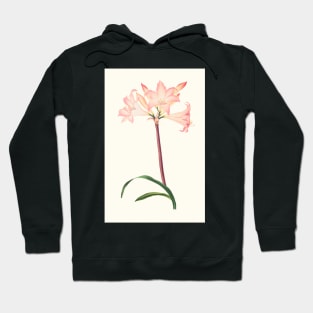 Amaryllis Belladonna - botanical illustration Hoodie